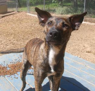 Alfalfa 26, Black Mouth Cur, young, available for adoption