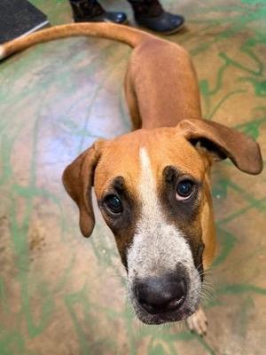 John Boy 26, Hound, young, available for adoption