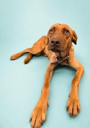 Hazel 26, Hound / Mixed Breed, young, available for adoption