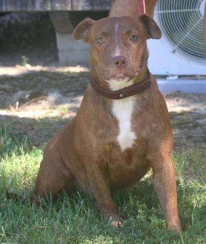 A brown dog with a white patch on its chest sitting on grass.