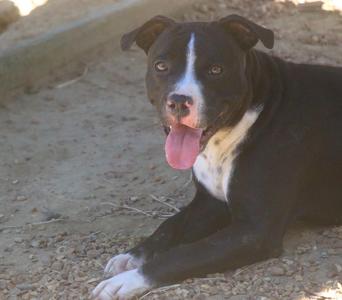 A black and white dog with a pink tongue sticking out, lying on a sandy ground.