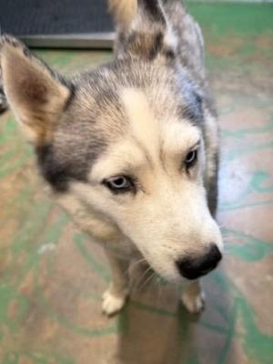 A close-up of a husky dog looking up at the camera with a curious expression. The dog has striking blue eyes and a mix of gray, black, and white fur. The background appears to be a green and brown patterned surface.