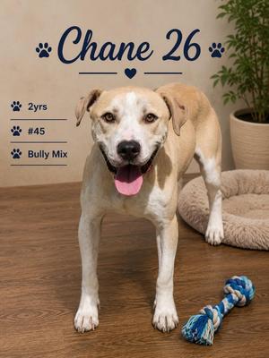 Chane 26, Mixed Breed, young, available for adoption