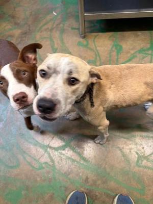 Chane 26, Mixed Breed, young, available for adoption