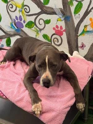 Lady 26, Mixed Breed, young, available for adoption