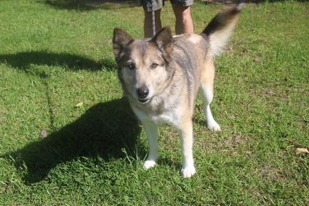 Maggie Husky 26, Husky, adult, available for adoption