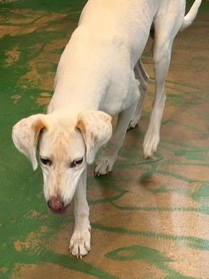 Bow 26, English Pointer, puppy, available for adoption