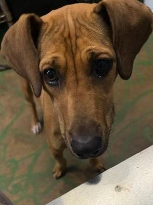A brown dog with large ears and expressive eyes looking directly at the camera.