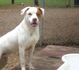 A white dog with brown markings on its head is sitting outdoors.