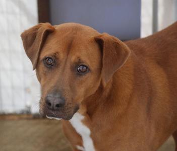 Boone 26, Hound, young, available for adoption