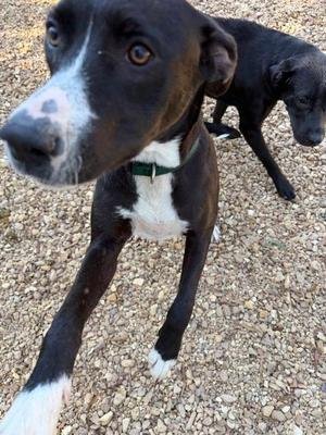 Cecilia 26, Labrador Retriever / Staffordshire Bull Terrier, puppy, available for adoption