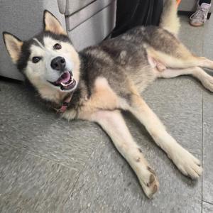 A happy husky dog lying on the floor with its mouth open, showing its teeth and tongue.