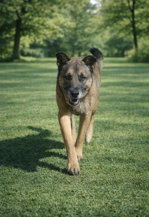 A brown and black dog with its tongue slightly out walks towards the camera on a grassy lawn with trees in the background.