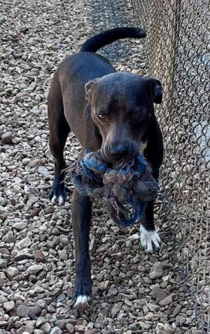 Baloo 26, Mixed Breed, young, available for adoption