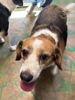 Freya 26, Beagle / Border Collie, senior, available for adoption