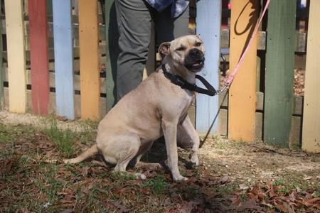 Mardi 26, Boxer / Mixed Breed, adult, available for adoption