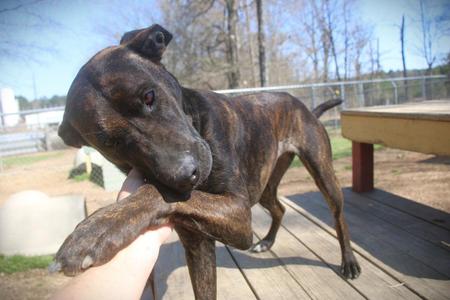 Chocco 26, Shepherd / Black Mouth Cur, young, available for adoption
