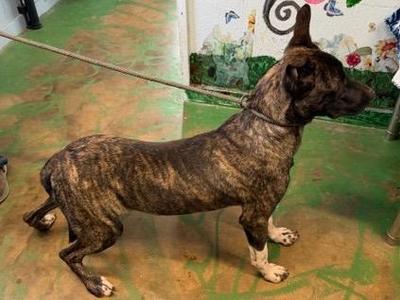 Buckwheat 26, Black Mouth Cur, young, available for adoption