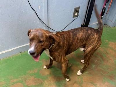 Doc 26, Mixed Breed, young, available for adoption
