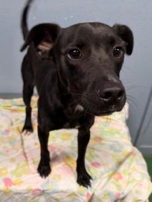 Boogie 26, Mixed Breed, young, available for adoption