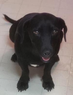 Fancy 26, Labrador Retriever, young, available for adoption