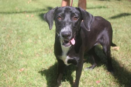 Butterball 26, Labrador Retriever, young, available for adoption