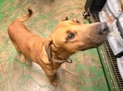 Duke 26, Hound, adult, available for adoption