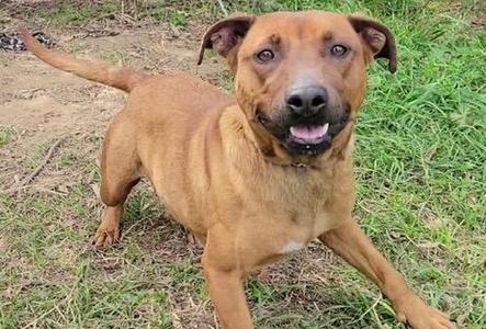 A brown dog with a black nose and floppy ears standing on grass.