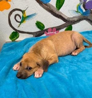 Greer 26, Shepherd, puppy, available for adoption