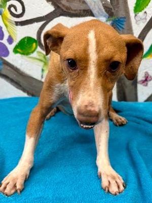Edgar 26, Mixed Breed, adult, available for adoption