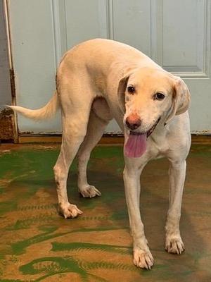 Bridge 26, English Pointer, young, available for adoption