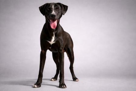 Brutus 25, Border Collie, young, available for adoption