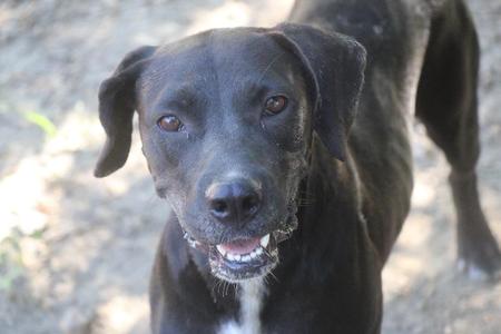 Midnight 26, Labrador Retriever, adult, available for adoption