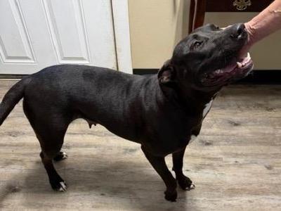 Glitter Dumpling 26, Mastiff / Mixed Breed, adult, available for adoption