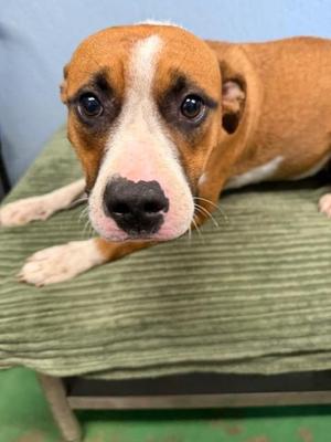 Arias 26, Mixed Breed, young, available for adoption