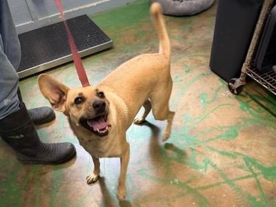 Coco Pickle 21, Black Mouth Cur, adult, available for adoption