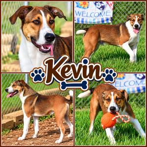 Kevin, Foxhound, young, available for adoption