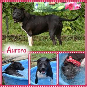 Aurora, Pit Bull Terrier, adult, available for adoption