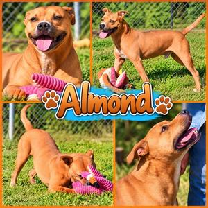 Almond, Pit Bull Terrier, adult, available for adoption
