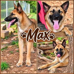 Max, German Shepherd Dog / Belgian Shepherd / Malinois, young, available for adoption
