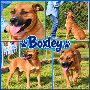 Boxley, Pit Bull Terrier, adult, available for adoption