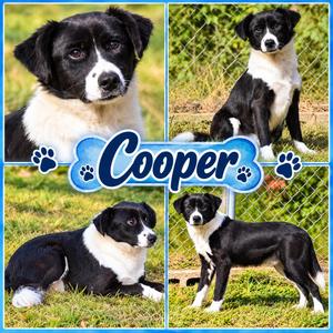 Cooper, Australian Shepherd, young, available for adoption