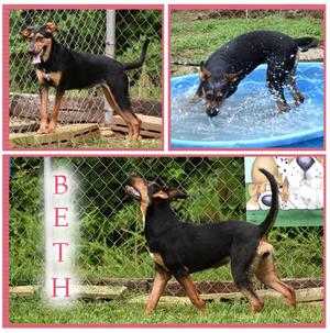 Beth, Coonhound, adult, available for adoption