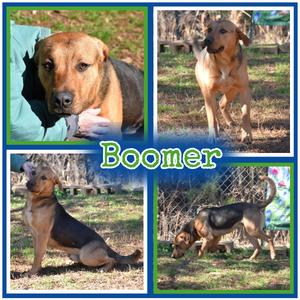 Boomer, English Foxhound, adult, available for adoption