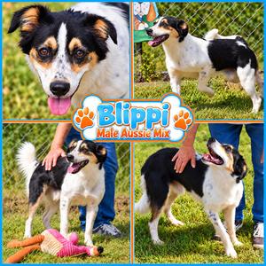 Blippi, Australian Shepherd, young, available for adoption