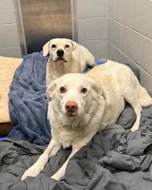 Honey & Blaze, Retriever, adult, available for adoption