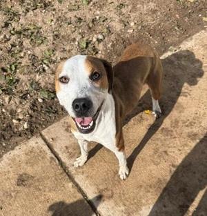 A brown and white dog standing on a concrete surface, looking up with its mouth open and tongue out.