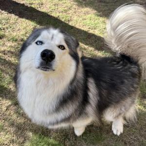 Jasper, Alaskan Malamute, adult, available for adoption