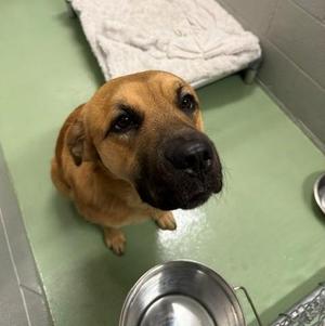 Shiloh, Mixed Breed, adult, available for adoption