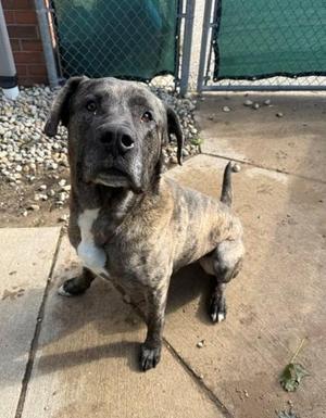 Hector, Mastiff, adult, available for adoption
